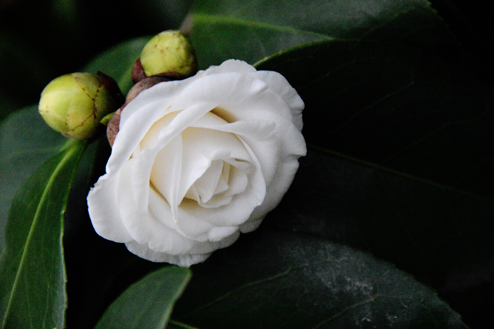 洁白如玉的天鹅湖山茶花