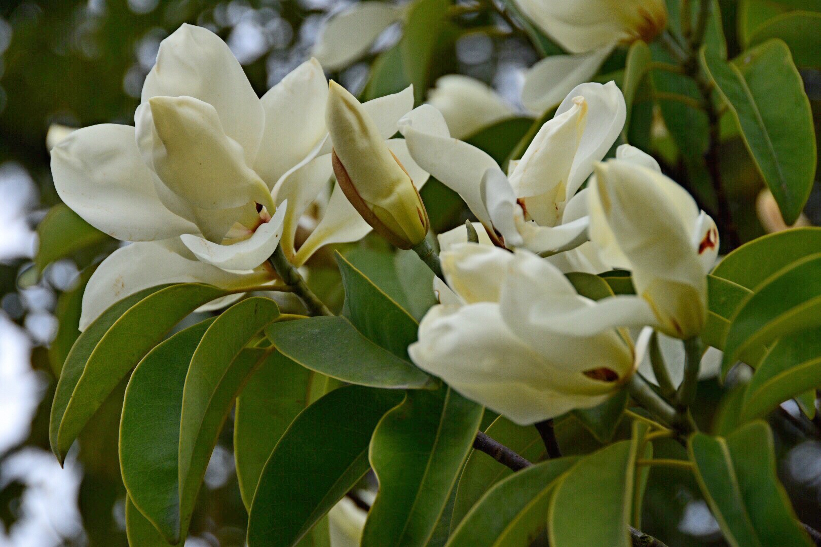 绿叶素容其香郁然春节天气暖和阔瓣含笑嫣然笑枝头