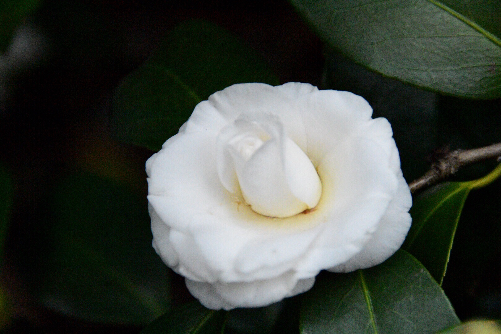 洁白如玉的天鹅湖山茶花