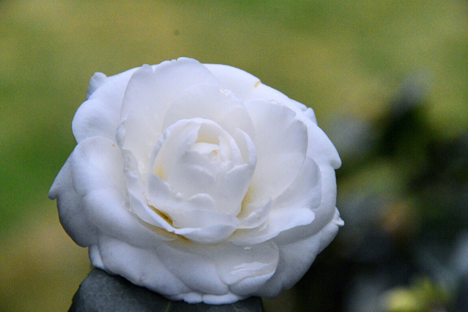 洁白如玉的天鹅湖山茶花
