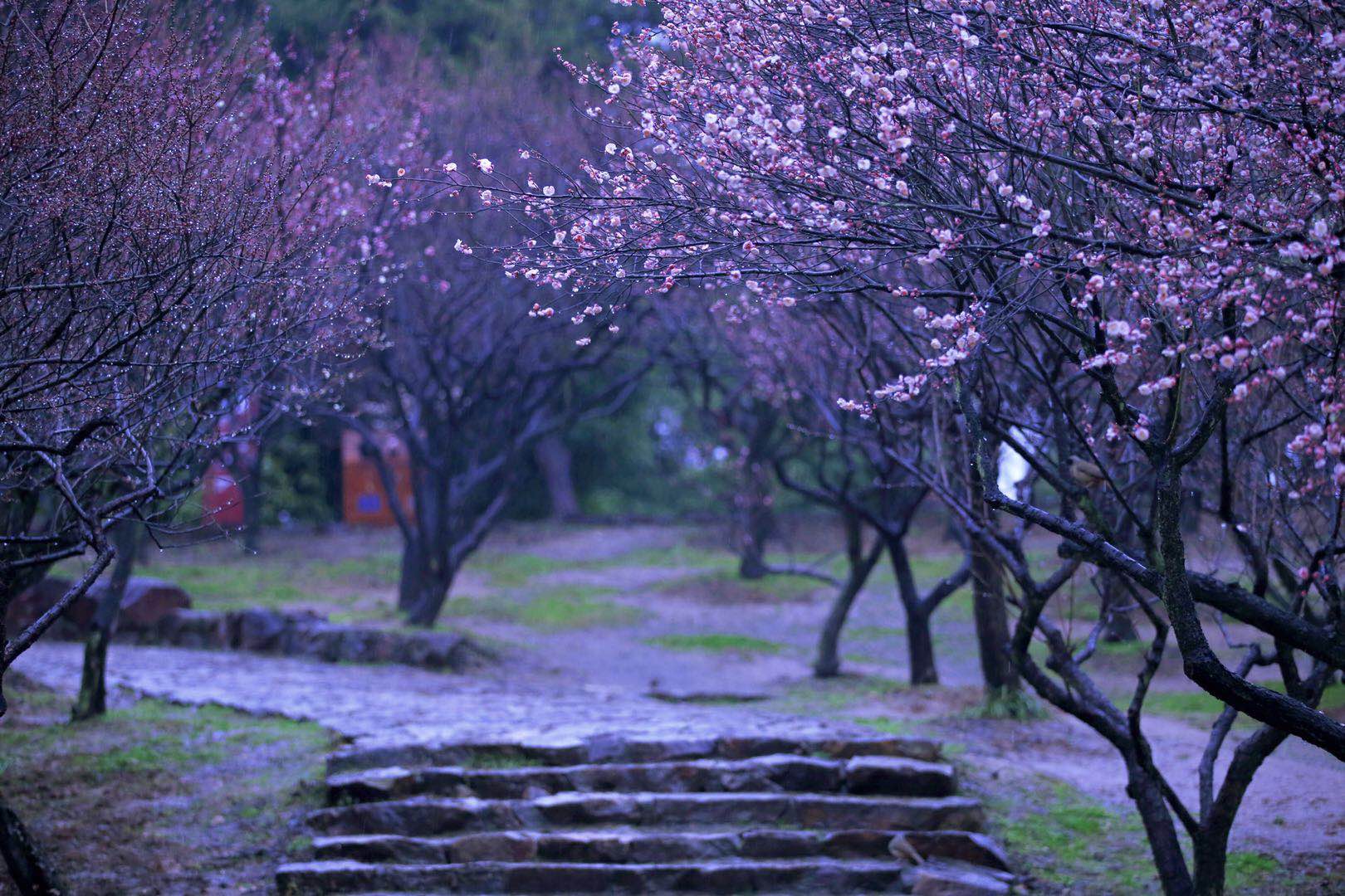 梅园雨中的梅花娇嫩美丽