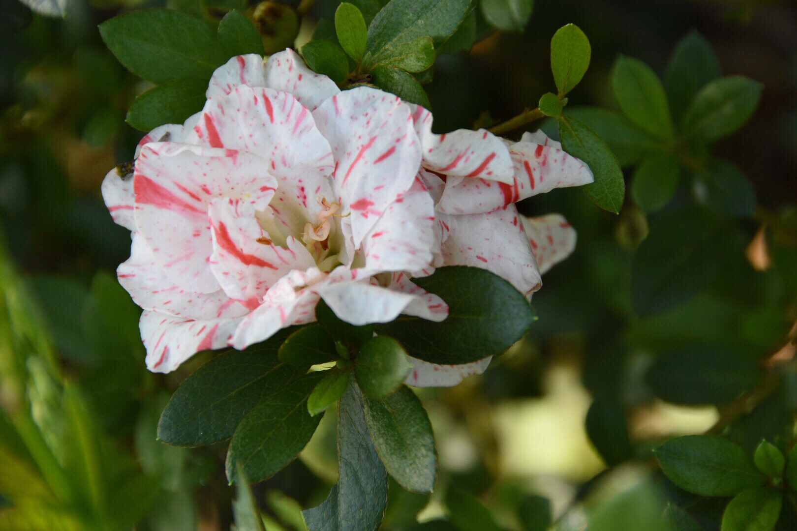 遇见红白相间与一种郁金香同款的杜鹃花
