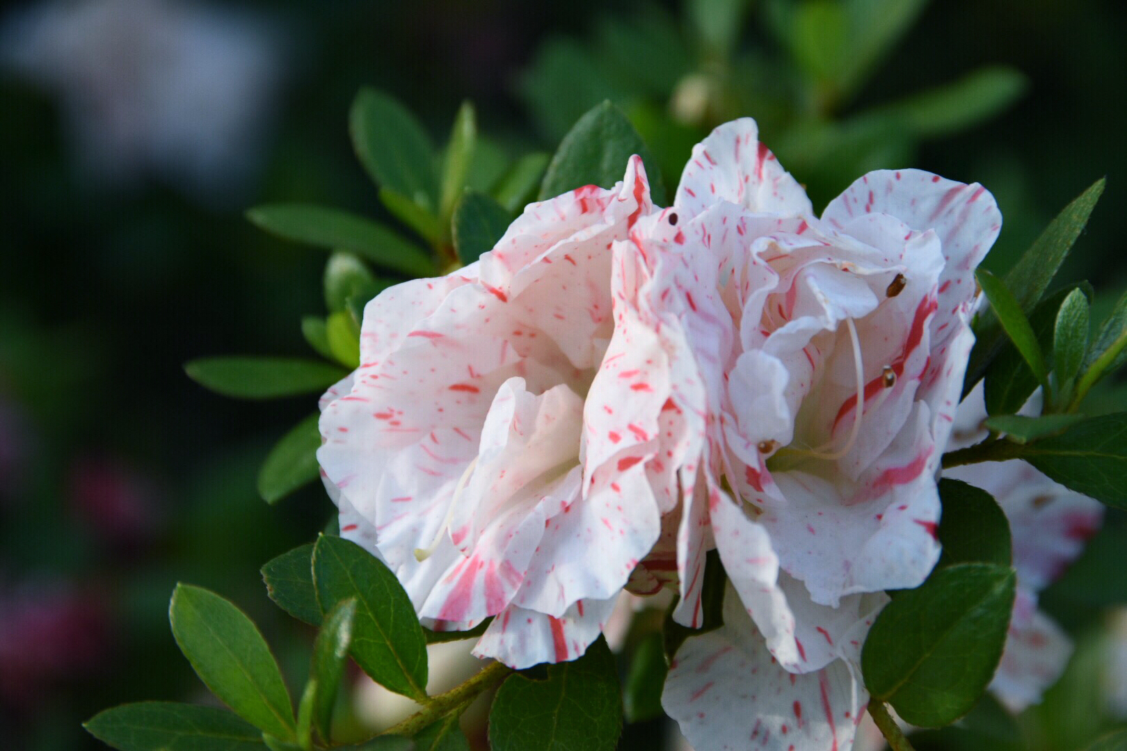 遇见红白相间与一种郁金香同款的杜鹃花