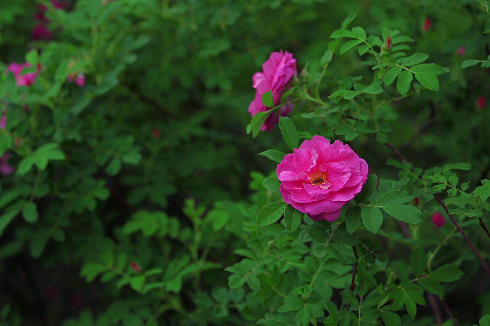 都说红花需要绿叶配，分享一组红花绿叶的玫瑰花摄影照片