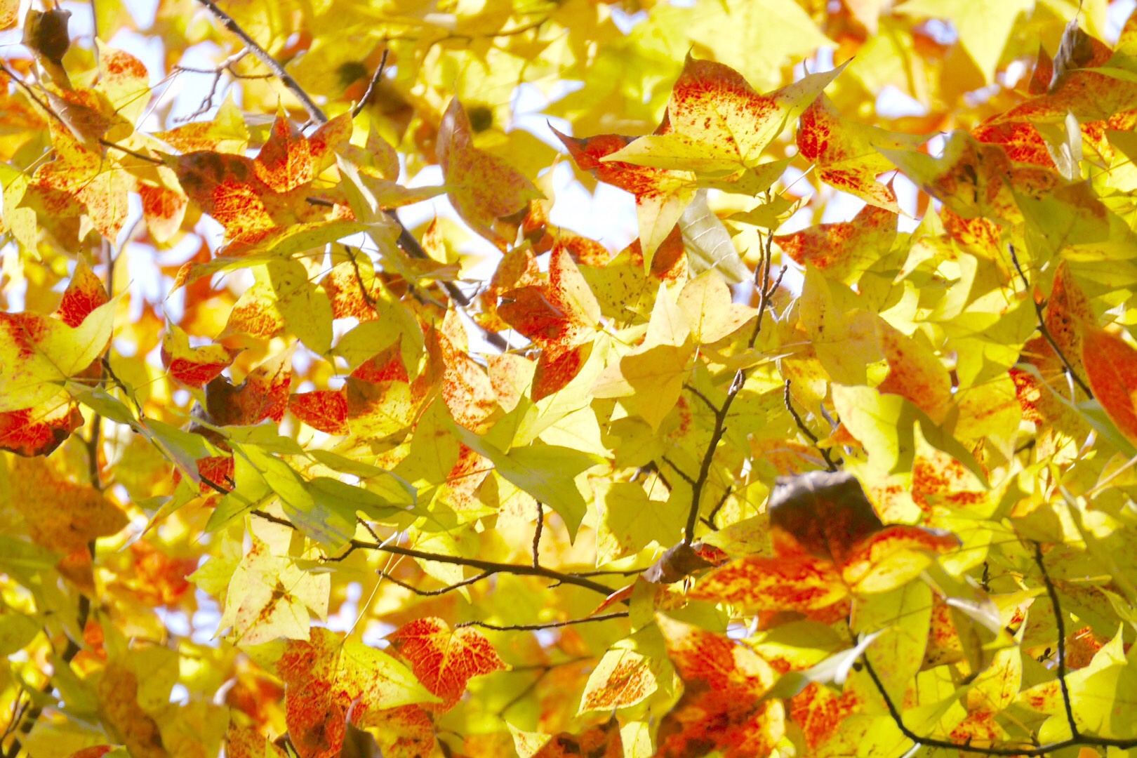 又到枫香红叶时_高清图集_新浪网