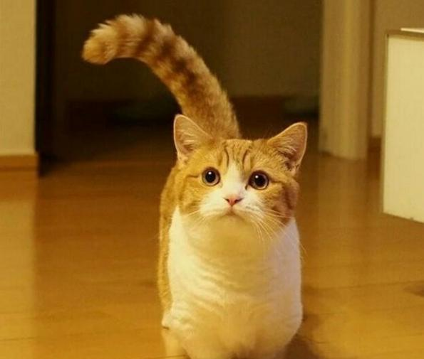 芒奇金猫:超萌猫界小短腿