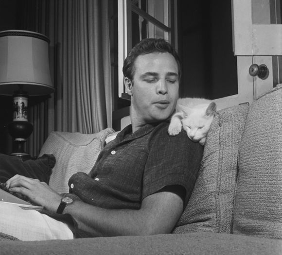 电影《教父》马龙·白兰度撸猫镜头是一场意外