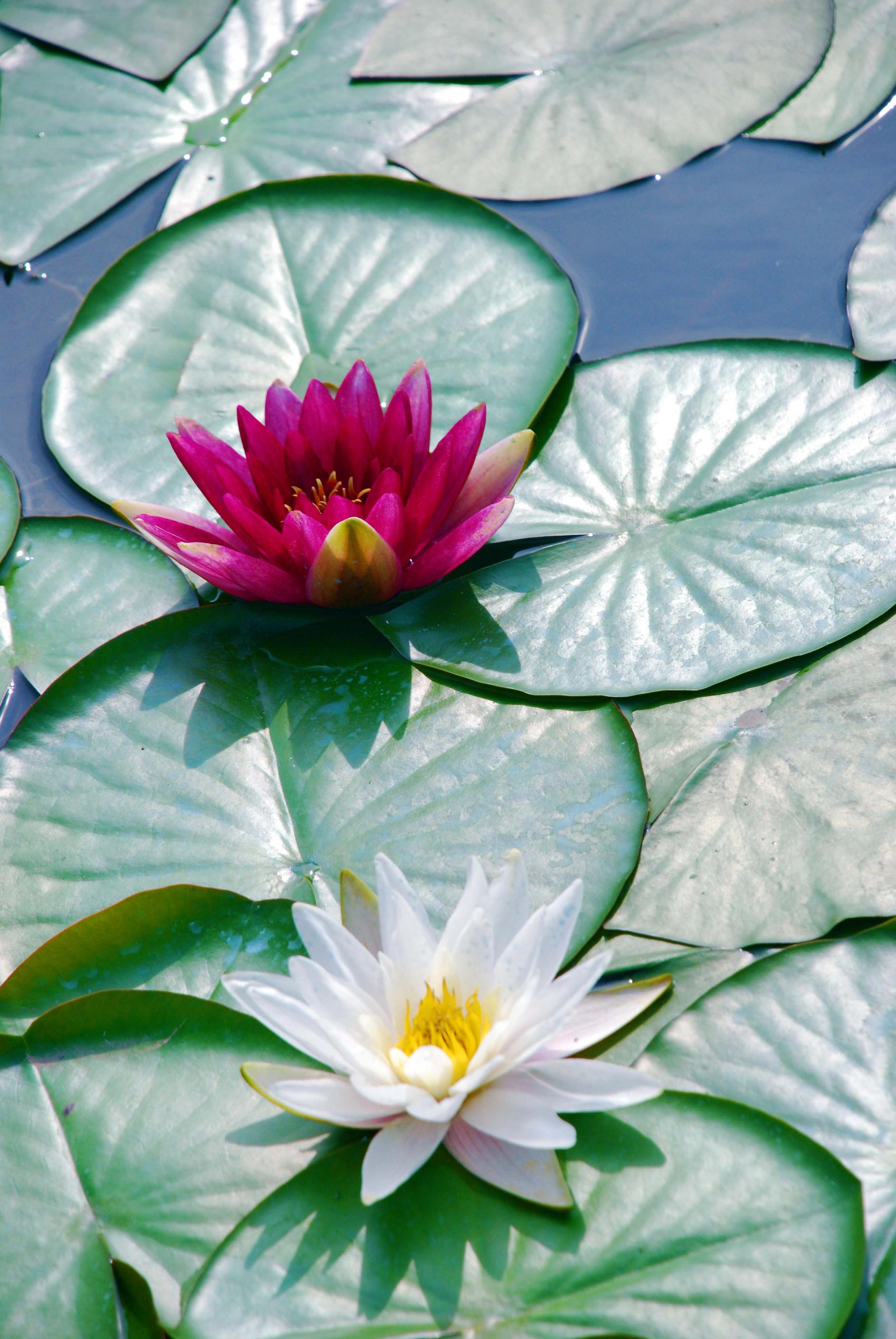 睡莲开得如此美原创摄影