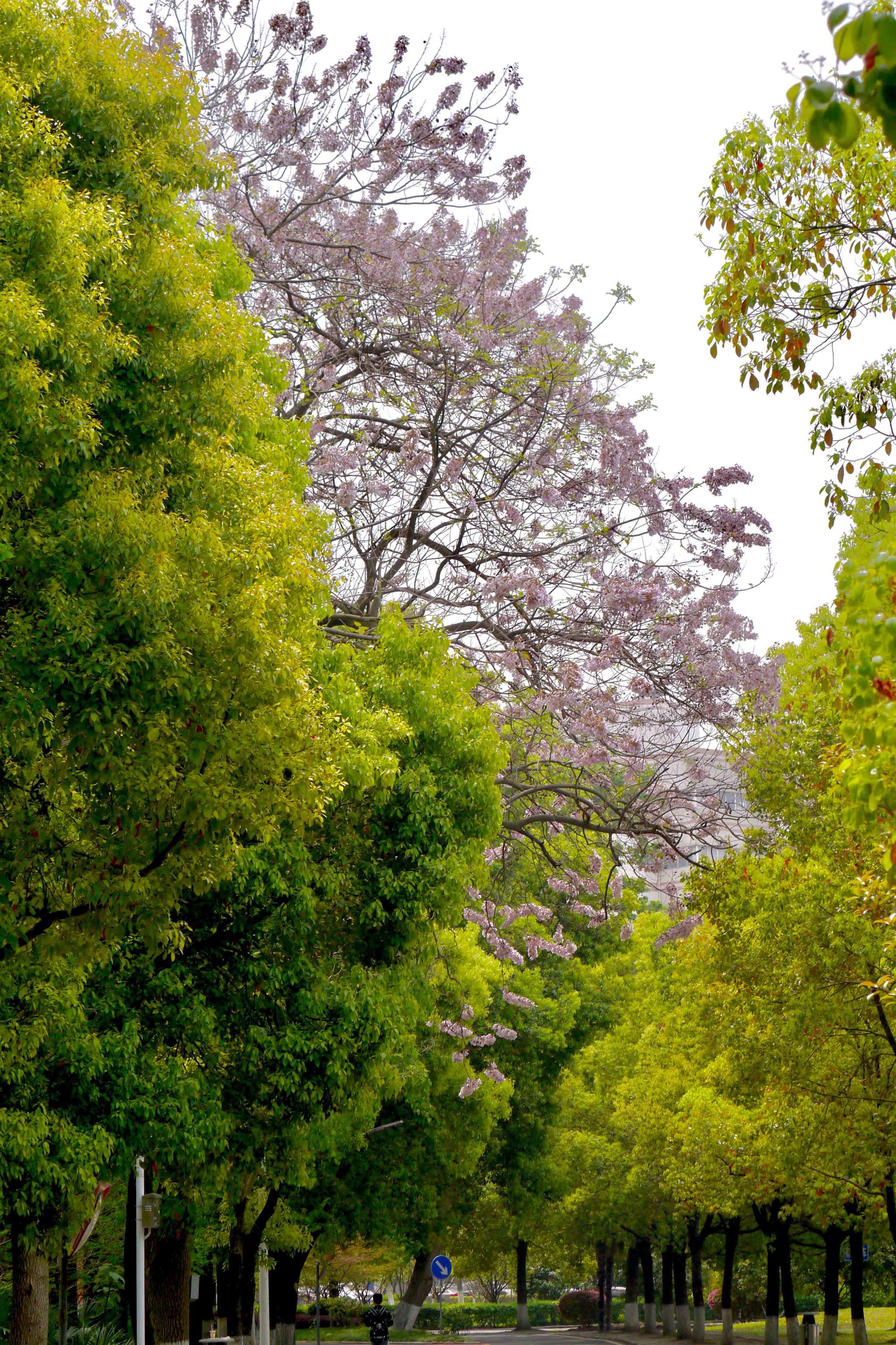 泡桐花这温婉的紫花湖北工业大学武汉大学