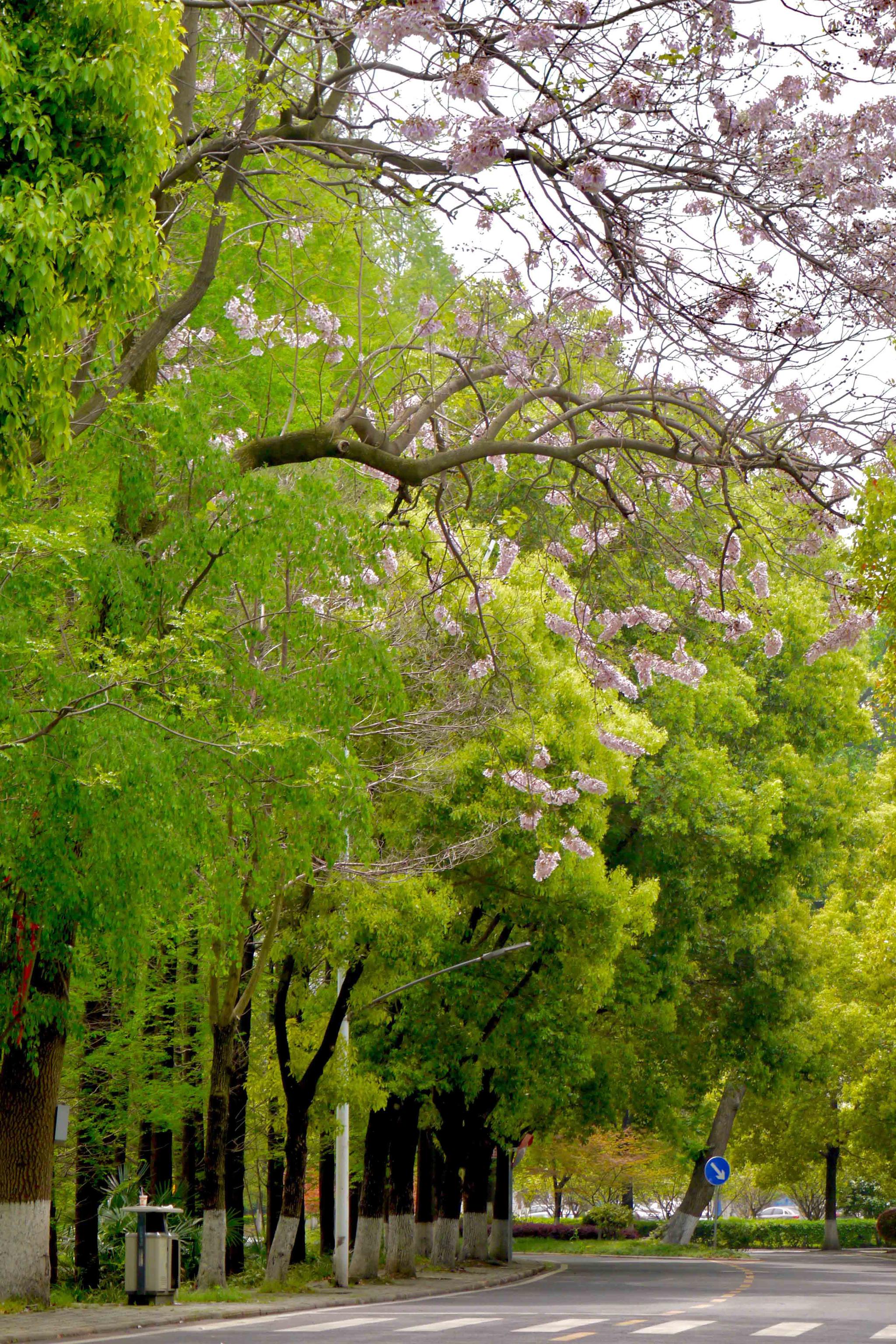 泡桐花这温婉的紫花湖北工业大学武汉大学