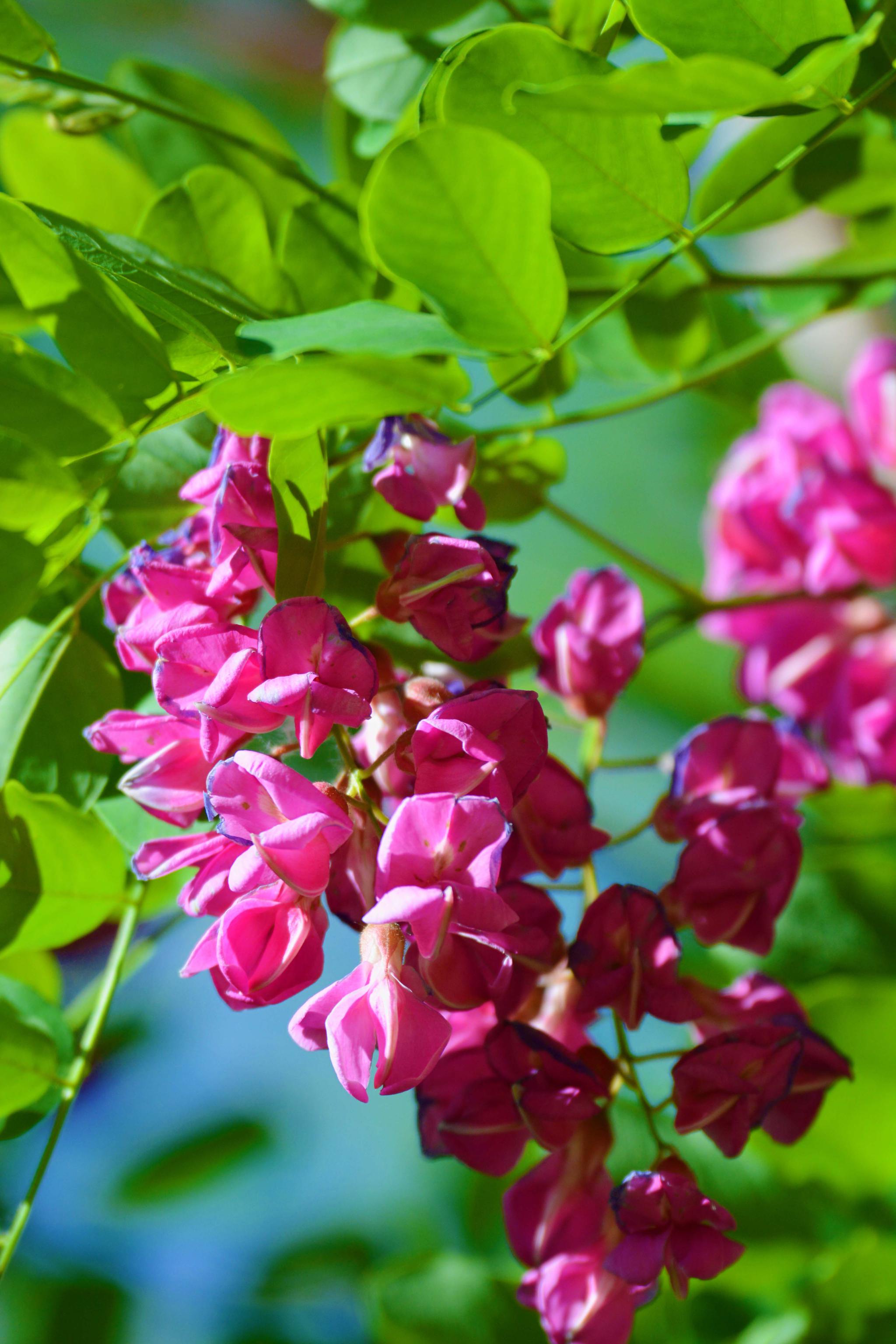 粉花刺槐开得如此美原创摄影