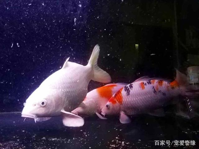 锦鲤鱼为何那么贵,不是因为高档,而是这5点,造就了不菲的价格