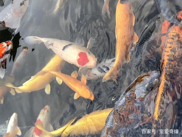 锦鲤鱼为何那么贵,不是因为高档,而是这5点,造就了不菲的价格