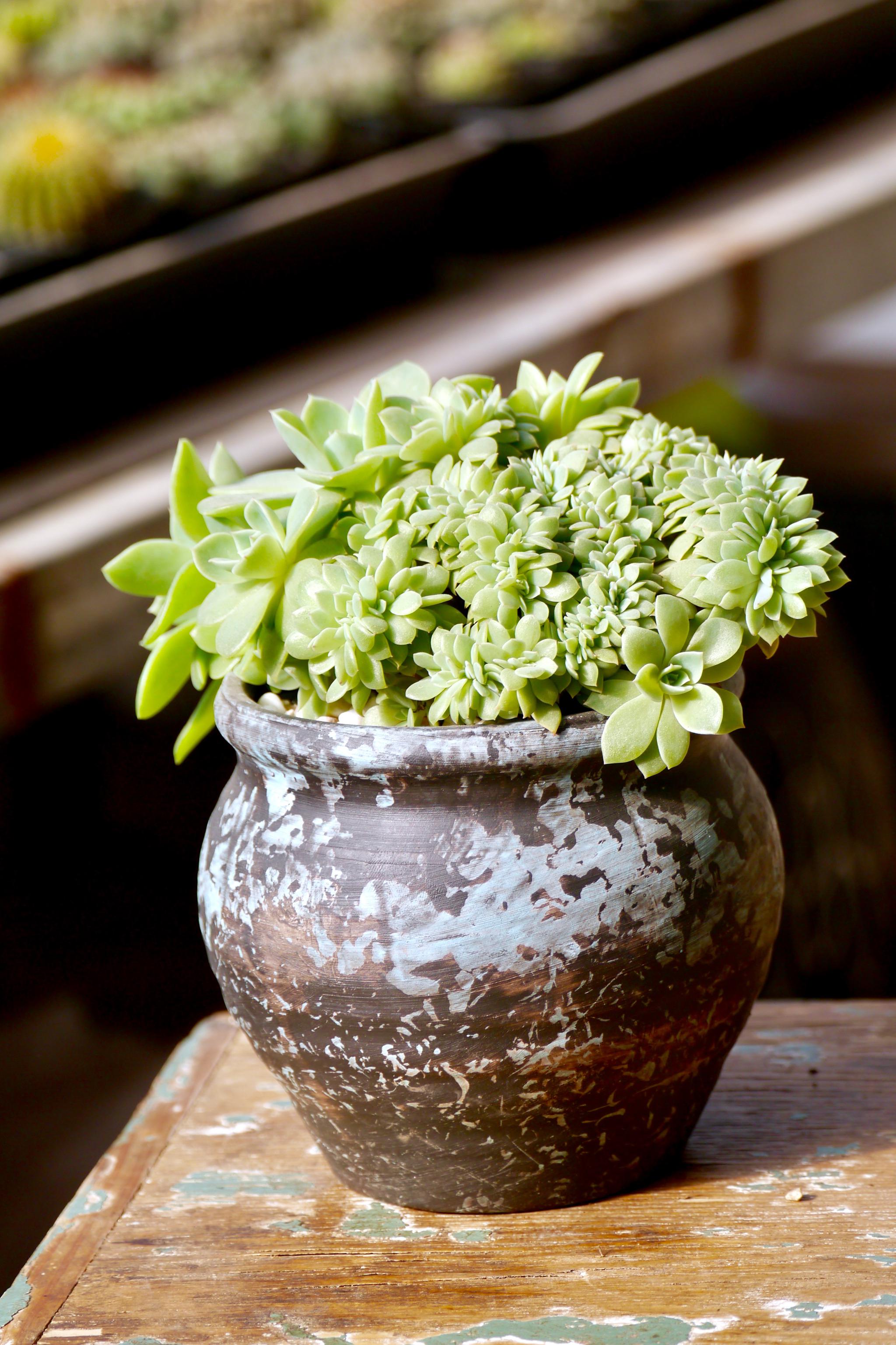 造型多肉植物的世界三