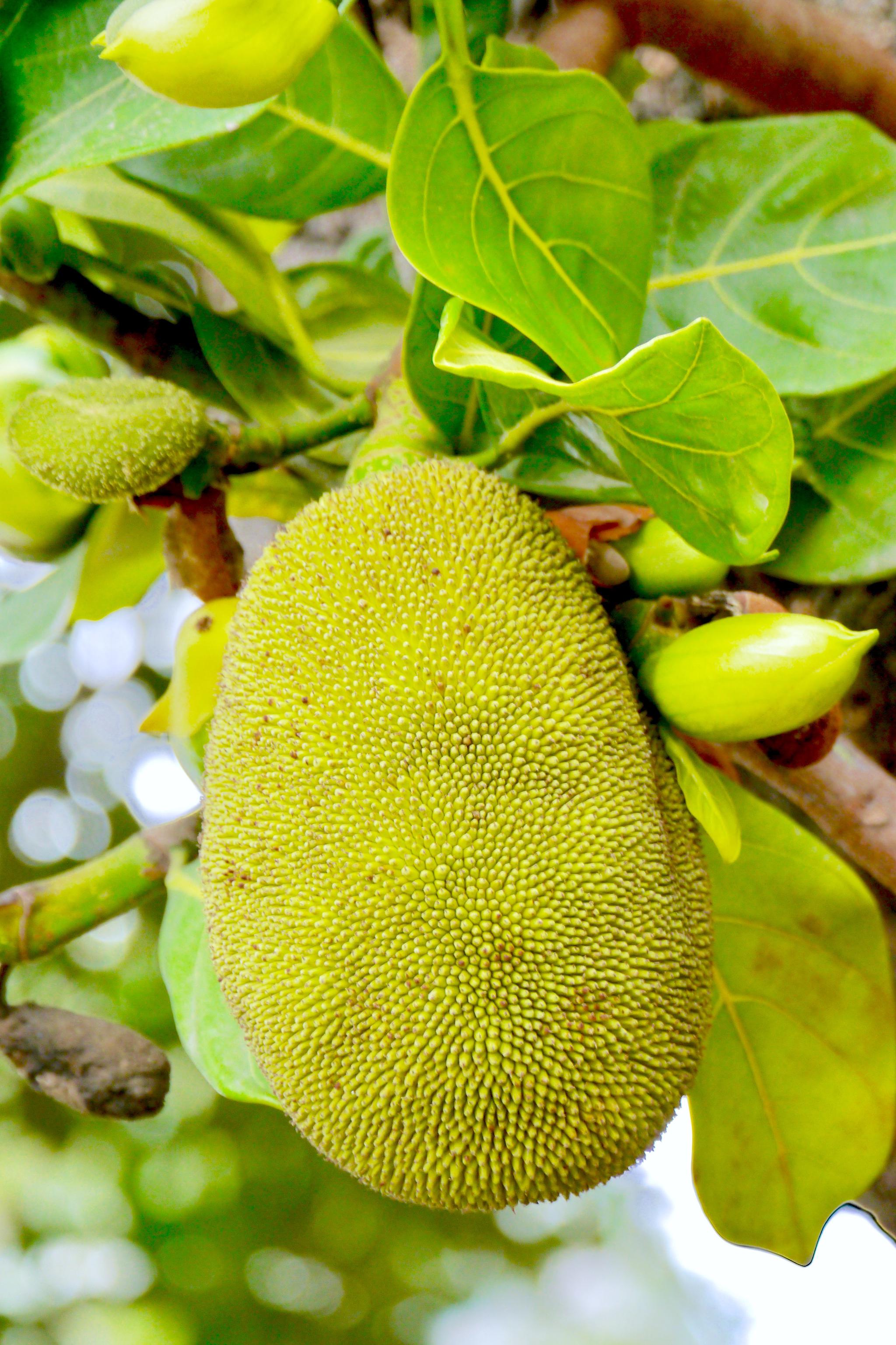 保罗带你看植物#菠萝蜜,原来是这样长在树. 来自爱摄影的保罗 - 尾