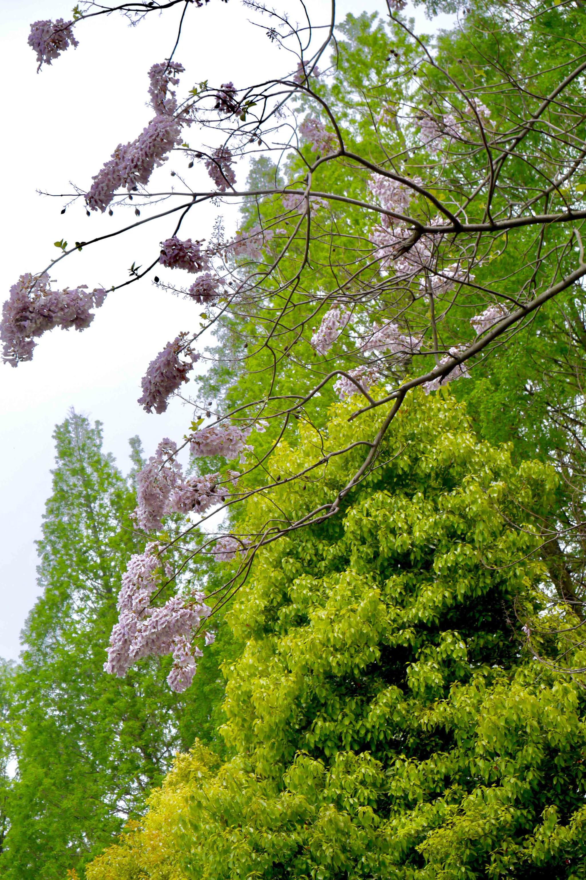 泡桐花这温婉的紫花湖北工业大学武汉大学