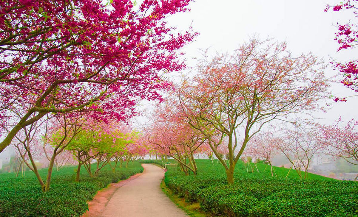 这里最迷人的是山间的绿色茶园,环山的弯曲小路,早春里开的樱花与茶园