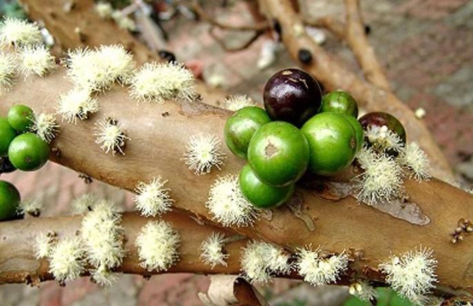 来自巴西的树葡萄,人称"黑钻石",200元一斤,想吃也没得卖!