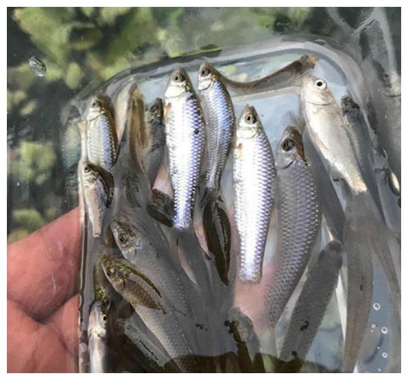 这些淡水小鱼,能油炸,能煮汤,能酱干,味道鲜美贼下饭!