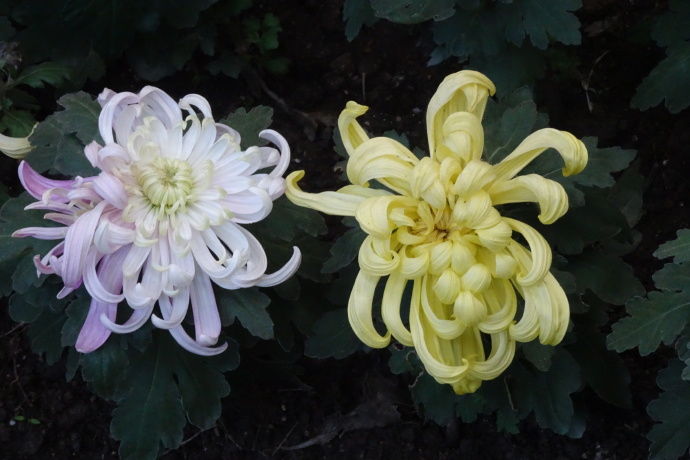 喜欢菊花,不如养盆"十大名菊"西湖柳月,清秀淡雅,雍容端庄