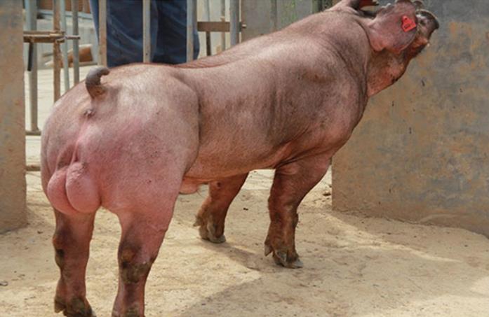 通过植入新的基因,这些转基因鱼拥有"6块腹肌"以及更为发达的"肩肌".