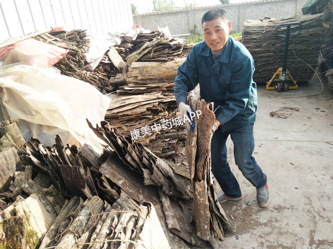 农村阿姨正在刮的树皮,居然是名贵滋补药材——杜仲|杜仲|树皮|粗皮|杜仲皮|滋补_新浪新闻