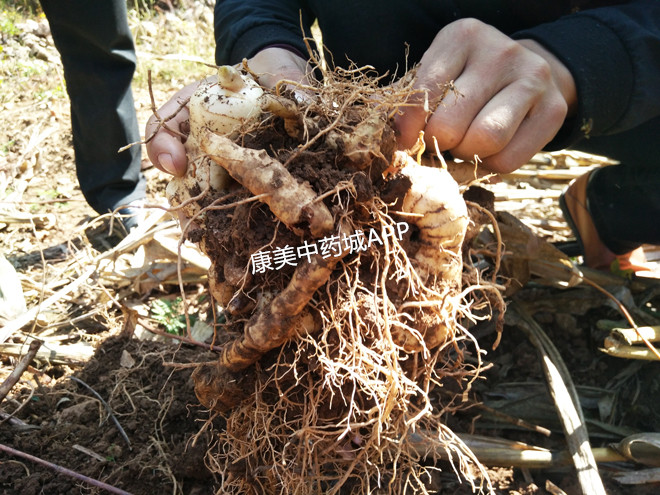 湖北省郧西县黄精生长良好收获可期