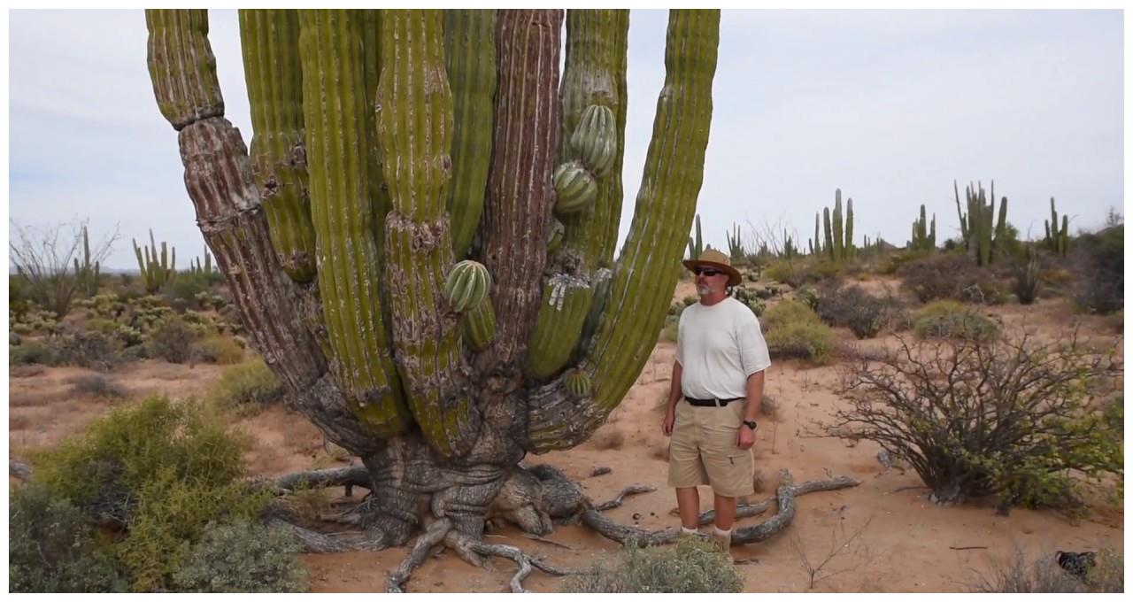 你吃过仙人掌吗该国把仙人掌当菜吃仙人掌真的可以吃吗