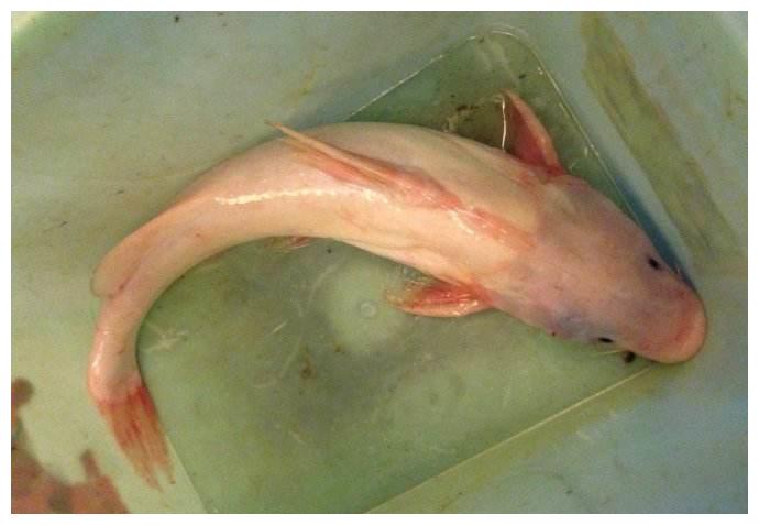 这种通体洁白的鱼,与河豚齐名,只在长江才有,如今200元一斤|肥鱼|长江