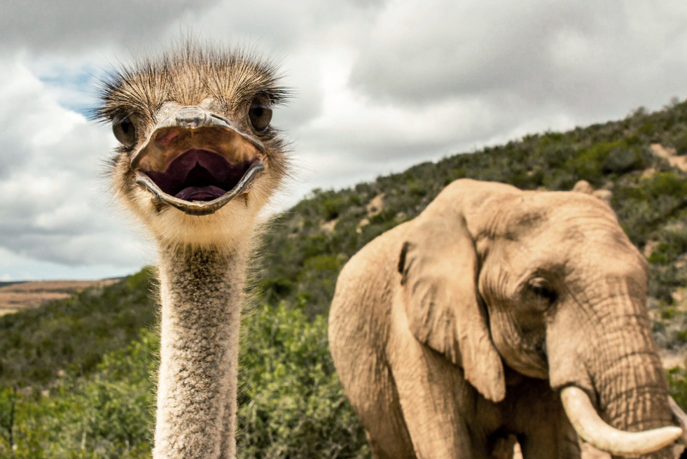 南非一鸵鸟混迹象群长大,跨种族友谊萌坏了|南非|鸵鸟|种族_新浪新闻