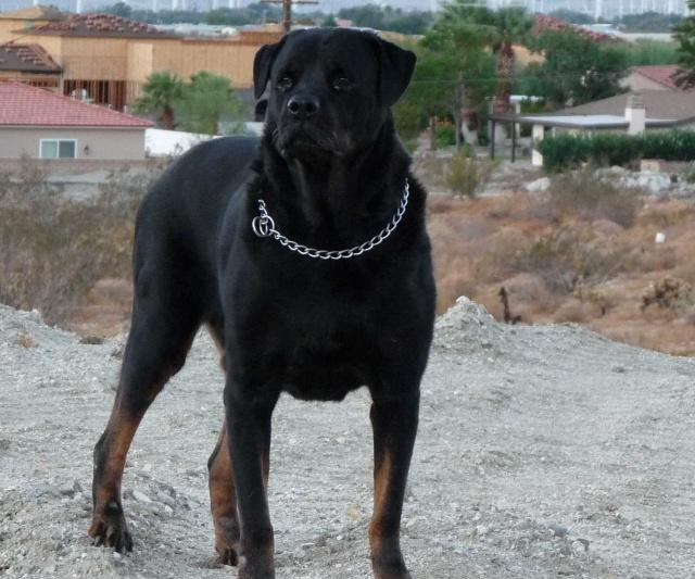 威纳犬有三种系列:德系,美系和