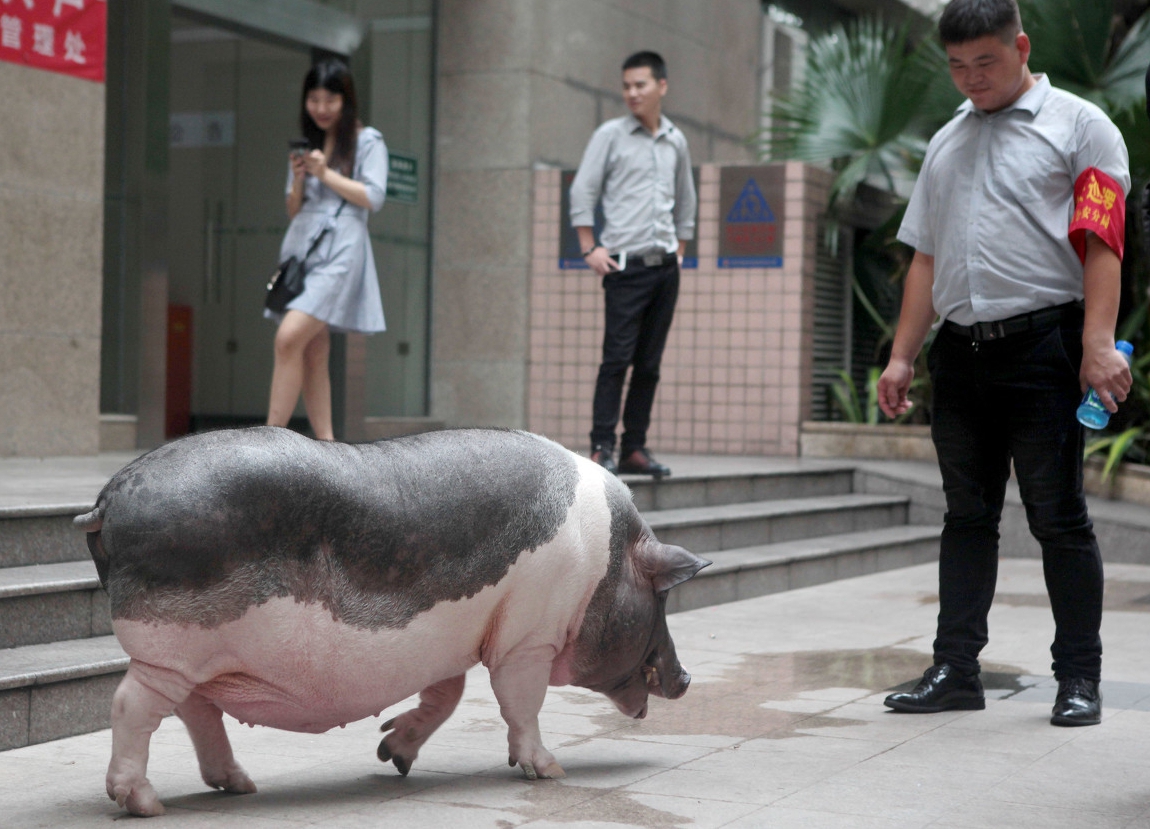 200斤大香猪图片