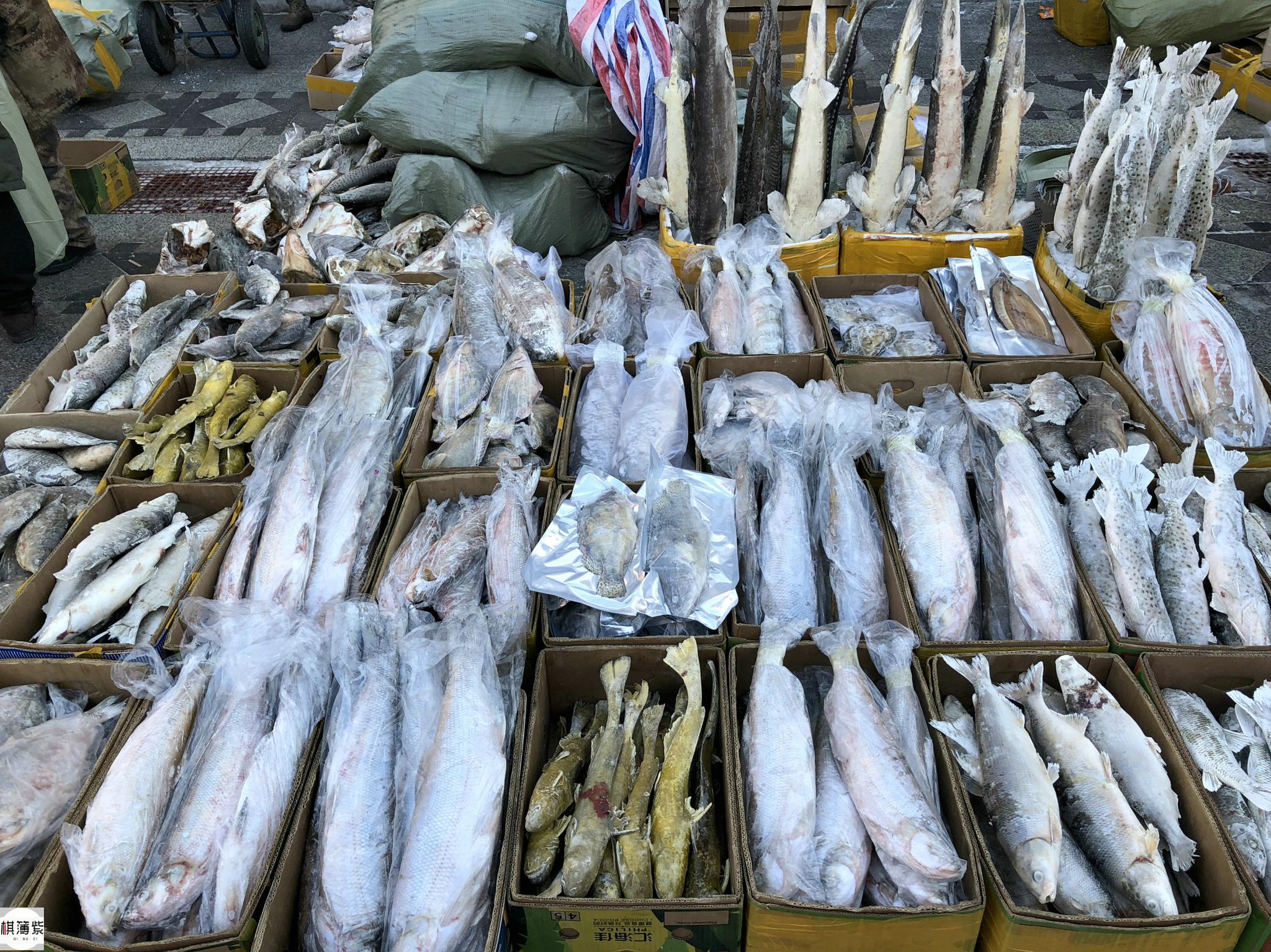黑龙江200斤冻鱼锯开了卖,最多一天进账5万:数钱数到手抽筋!