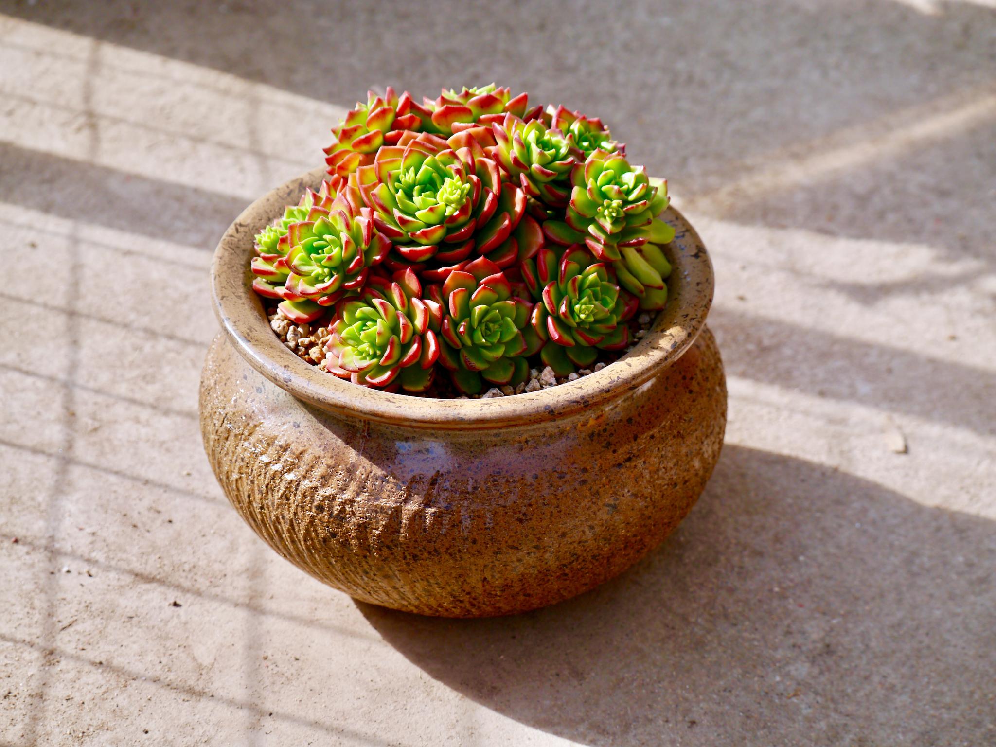 造型多肉植物的世界三