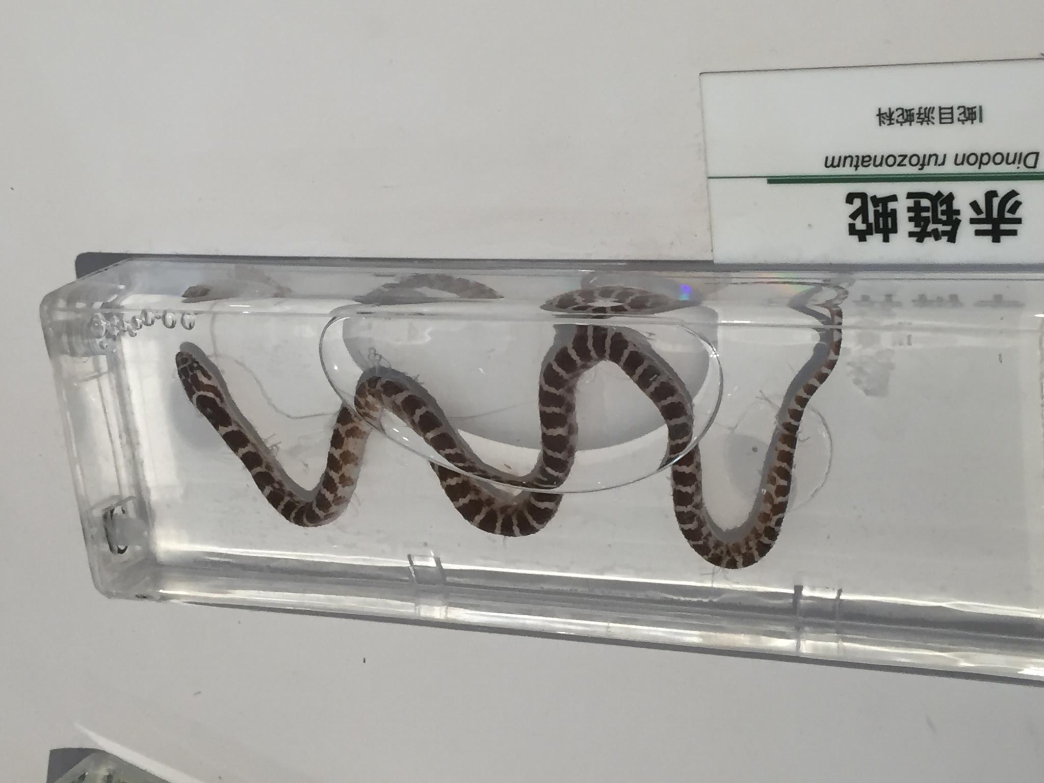 各种蛇的标本敢看吗?