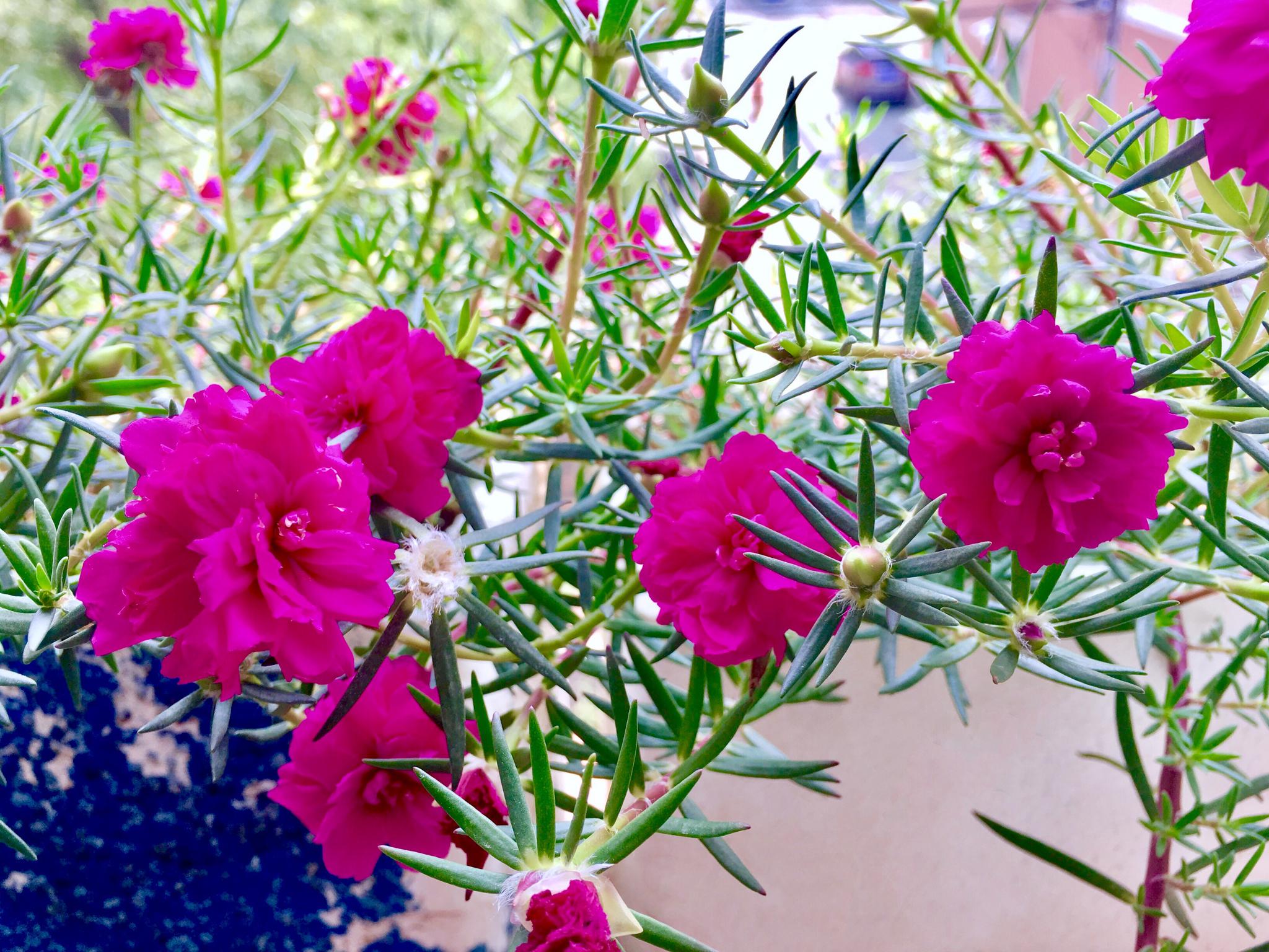 太阳花松叶牡丹