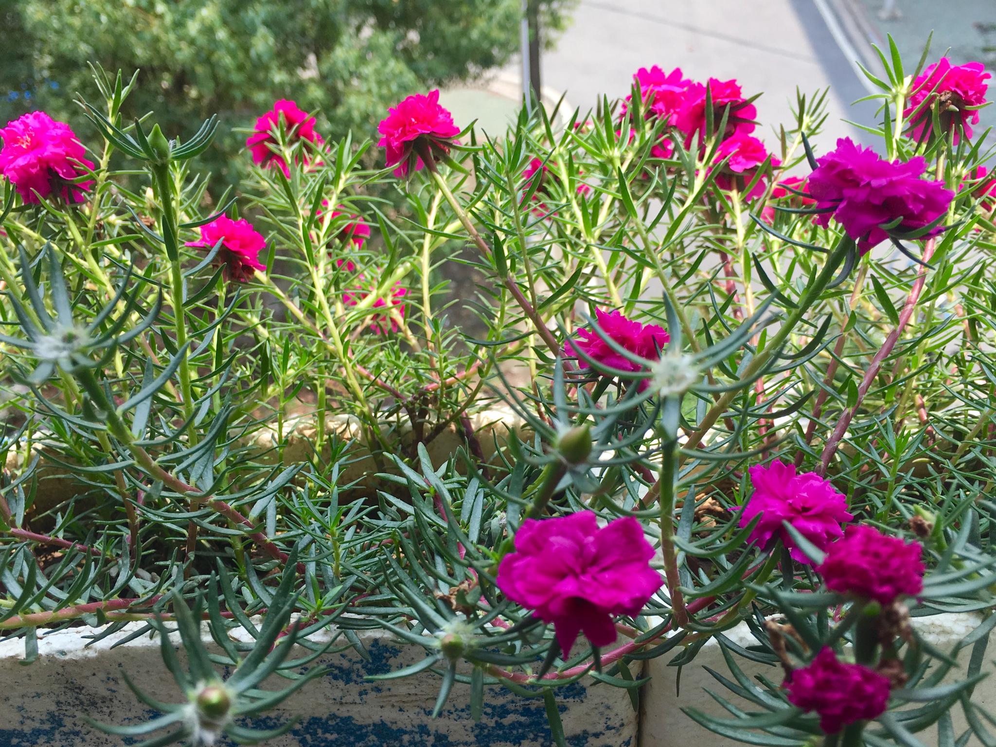 太阳花松叶牡丹