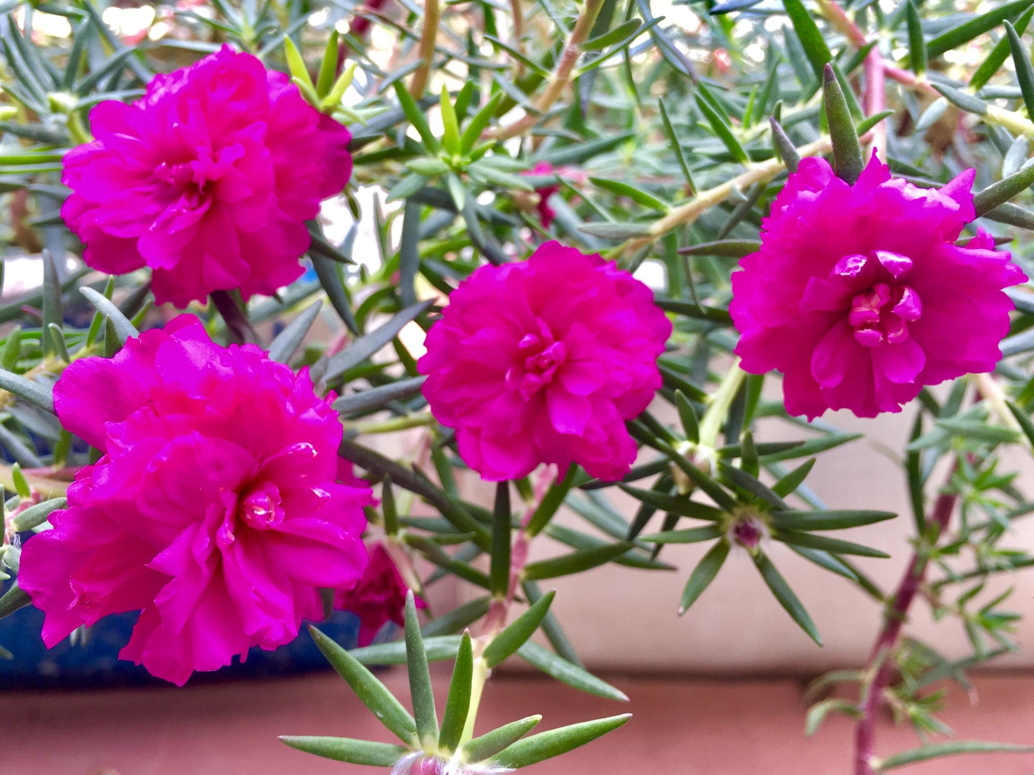 太阳花松叶牡丹