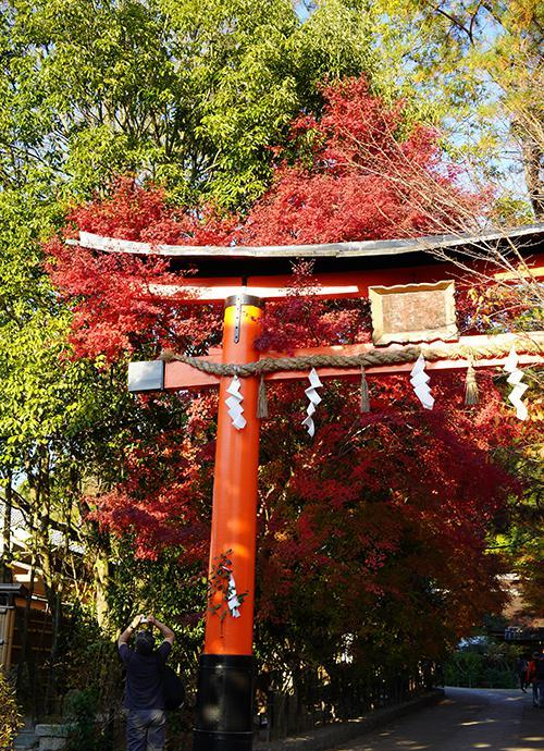 日本旅行：这4个神社不同寻常，鸟居是特色，一定要去一次