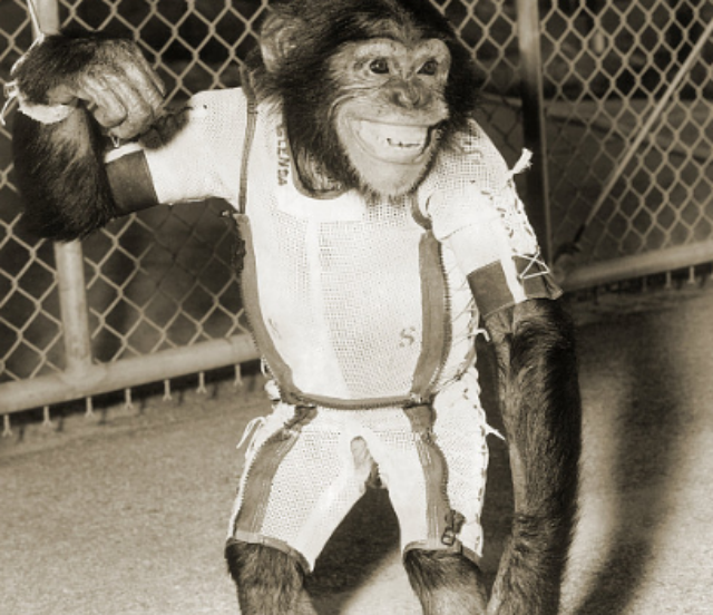 57年前美曾将黑猩猩宇航员送入太空|黑猩猩|哈姆|人类_新浪新闻