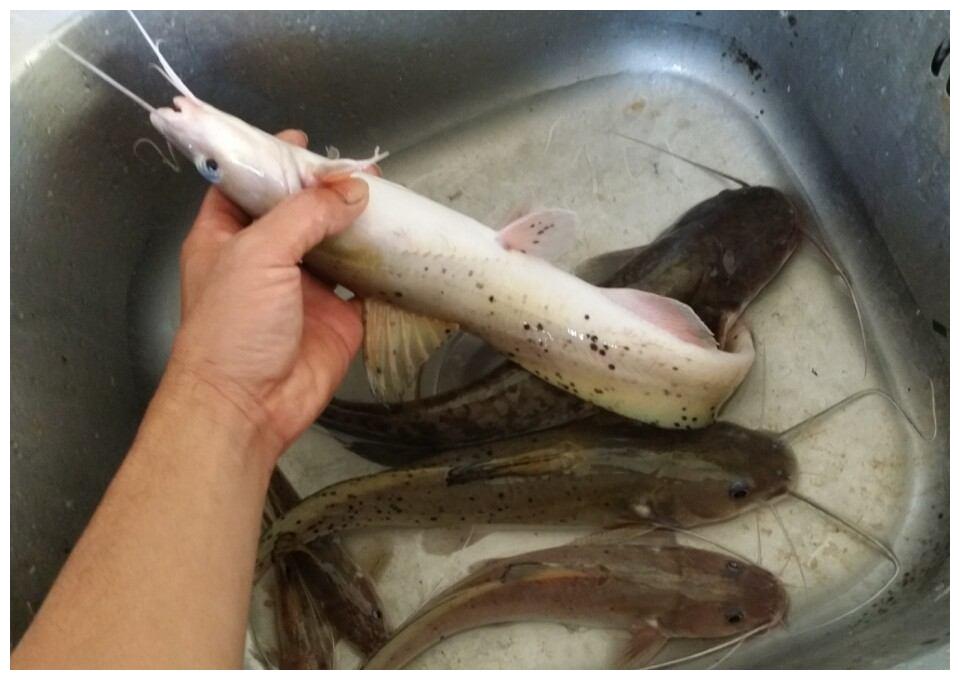 芝麻剑鱼属于保护动物图片