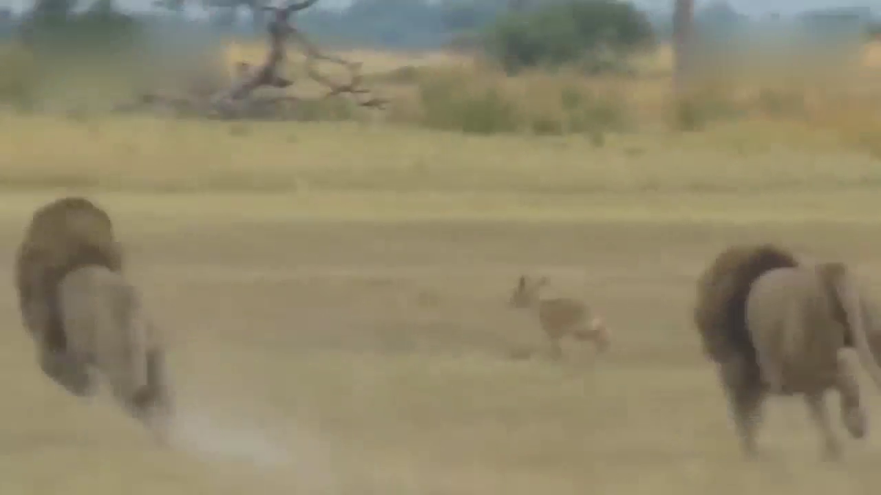 草原上的恶魔！残暴雄狮杀死角马水牛和斑马，食草动物都是它猎物