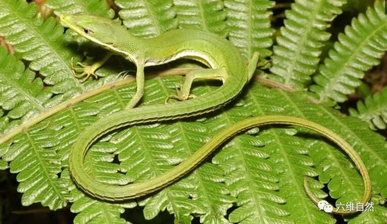 一副小青龙的模样,这种草蜥尾巴是身体好几倍长,断尾求生可惜?
