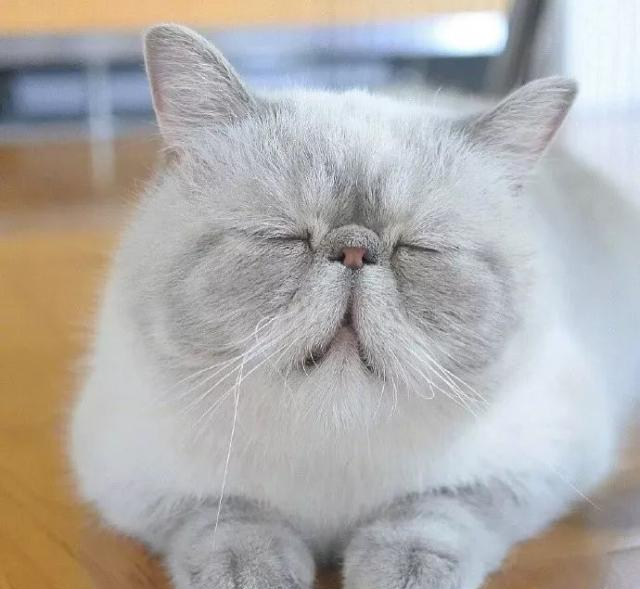 周一到了,铲屎官家的猫咪也是睁不开眼|官家|猫咪|大眼睛_新浪网