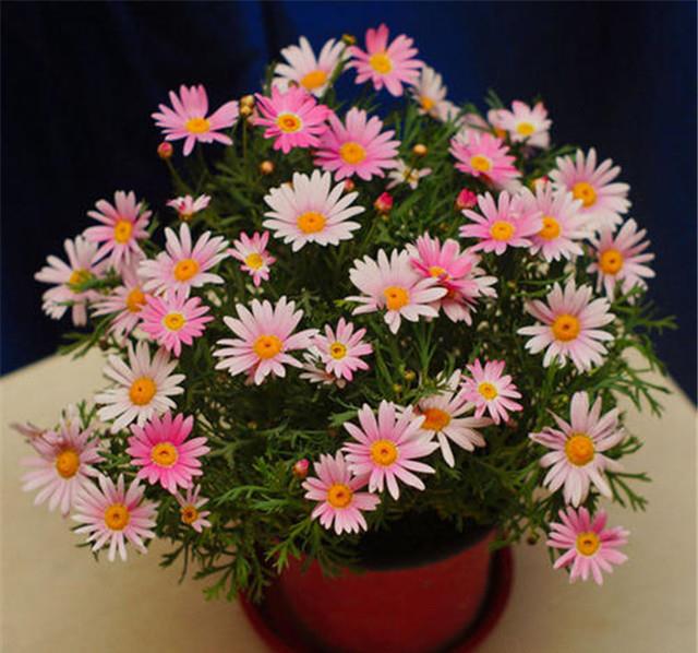 院子养花适合养花中精品玛格丽特花花色丰富缤纷亮眼