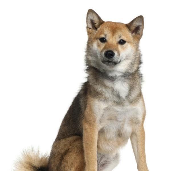 拯救中华田园犬：中华大地土狗多需提纯，祖辈传下来的土狗相狗法