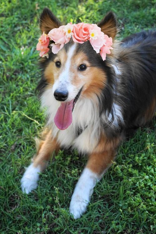 主人|狗狗|鲜花_新浪新闻