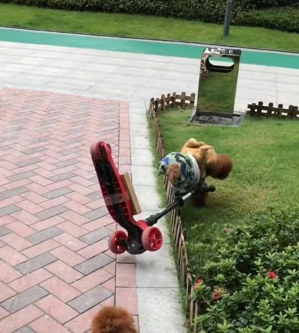 泰迪带小狗骑滑板车,结果摔进草丛,小狗:幸好我下车了
