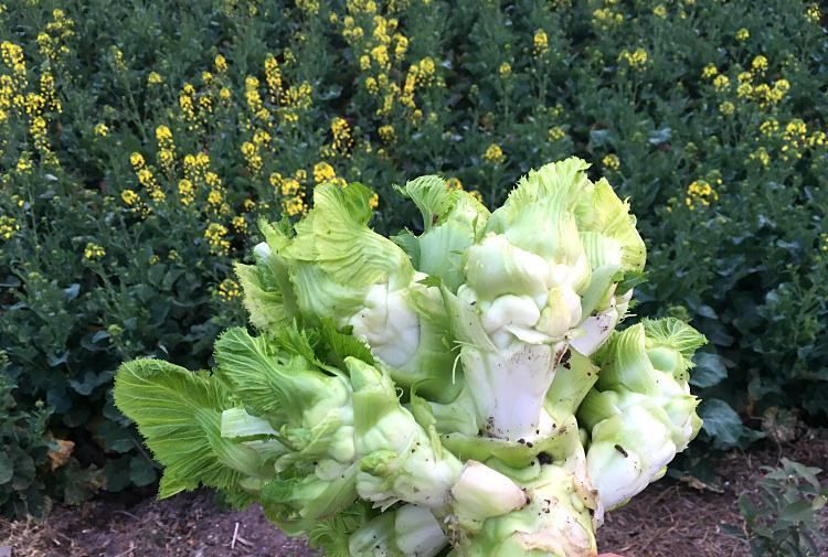 盘点几种南方特有的蔬菜,北方人很多都没见过,太新奇了!