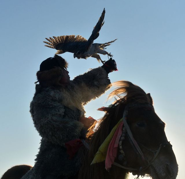 这个艰难的过程被鹰把式们给起了一个恰如其分的名称——熬鹰.